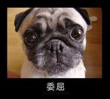 小新很委屈