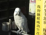 鹦鹉3
