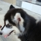 http_imgloadCAT0F212