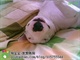 牛头梗4