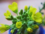 蔬菜花之——白菜