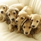 1440dog_3001[1]