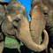 Asian_Elephants[1]
