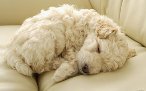 1440dog_1001[1]