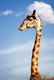 long neck