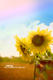 79db24f5a3a38a08bd310918