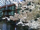 DSC00007