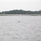 Dolphine 02