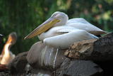 LONG BEAK