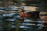 NATURAL BORN SWIMMER