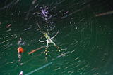 MIGHTY WEB