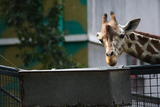 BORED DEER