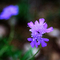 花花