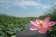 DSC_1沈阳卧龙湖的荷花