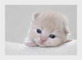 cat.3