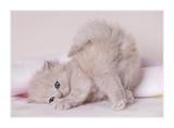 cat.2