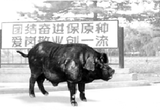 中国东北民猪