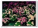 IMG_3344