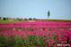 b74c993ded64f425bba1670c