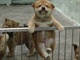 dog2_anRobEHnxM3Q