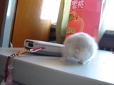 屁股