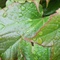 雨后爬山虎 2