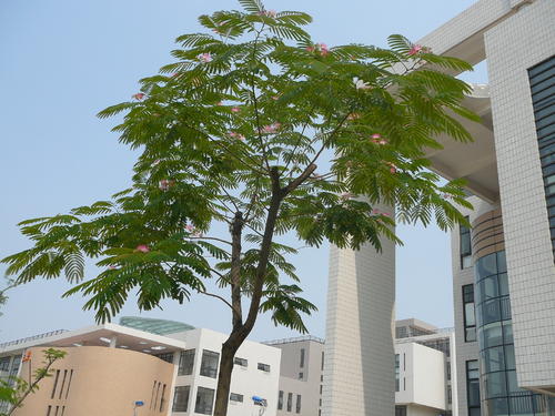合欢树开花