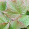 雨后爬山虎 3