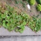 雨后爬山虎 4