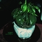 桌上的希望