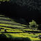 茶园
