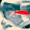 magic fish