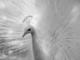 White_Peacock_by_Surfernetdude2