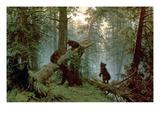 morning in a pine forest