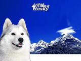husky