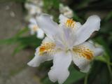 IMG_1771