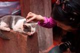 猫猫