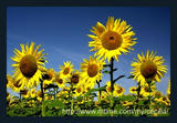 sunflowers