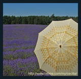 sandringham-lavender