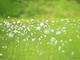 sweet_wildflower_JK018_350A
