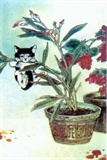 我家的猫