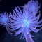 海洋生物