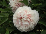 STH70182