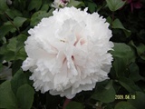 STH70197
