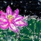 荷花。夜