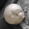 SLEEPING