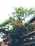 凤凰花开