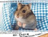 annesmilee的未来