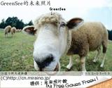 sisi的未来