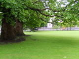 TCD1